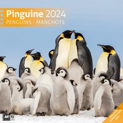 Pinguine Kalender 2024 - 30x30 - Ackermann Kunstverlag