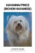Havannai Pincs (Bichon Havanese) - Bild 1