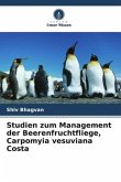 Studien zum Management der Beerenfruchtfliege, Carpomyia vesuviana Costa