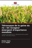 Tétranyque de la gaine du riz : Un ravageur émergent d'importance mondiale