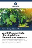 Von Kilifia acuminata (Sign.) befallene Mangobäume in Ägypten