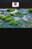 Les algues de la côte de Goa