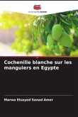 Cochenille blanche sur les manguiers en Egypte