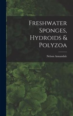 Freshwater Sponges, Hydroids & Polyzoa - Annandale, Nelson