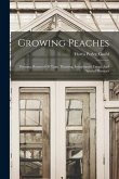 Growing Peaches: Pruning, Renewal Of Tops, Thinning, Interplanted Crops, And Special Practices