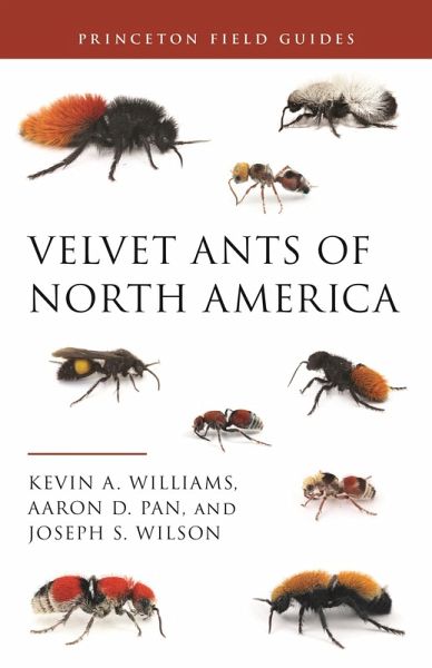 Velvet Ants of North America (eBook, ePUB) Velvet Ants of North America (eBook, ePUB)