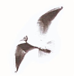 Jatkoa kirjalle Siipirikko nousee lentoon (eBook, ePUB)