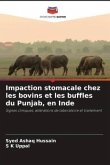 Impaction stomacale chez les bovins et les buffles du Punjab, en Inde