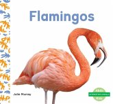 Flamingos