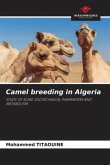Camel breeding in Algeria