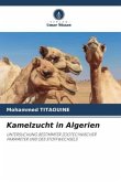 Kamelzucht in Algerien