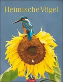 Heimische Vögel Kalender 2024. Wandkalender mit 12 Fotografien heimischer Vogelarten. Tier-Kalender 2024 zum Aufhängen. Foto-Kalender mit Monatsübersicht. 30x39 cm Heimische Vögel Kalender 2024. Wandkalender mit 12 Fotografien heimischer Vogelarten. Tier-Kalender 2024 zum Aufhängen. Foto-Kalender mit Monatsübersicht. 30x39 cm