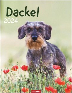 Dackel. Jahres-Wandkalender 2024 mit Platz für Notizen und Termine. Foto-Kalender für Hundefans und Dackelliebhaber. Bildkalender 2024 im Hochformat 30x39 cm