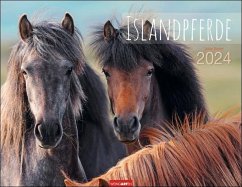 Islandpferde Kalender 2024. Fotokalender mit Porträts der charaktervollen Pferderasse. Großer Wandkalender von Sabine Stuewer. 44x34 cm Querformat - Islandpferde Kalender 2024. Fotokalender mit Porträts der charaktervollen Pferderasse. Großer Wandkalender von Sabine St