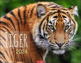 Tiger Kalender 2024