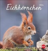 Eichhörnchen Postkartenkalender 2024