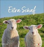 Extra Schaf Postkartenkalender 2024
