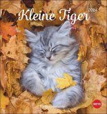 Katzen Postkartenkalender Kleine Tiger 2024