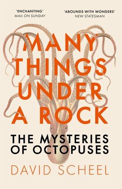 Many Things Under a Rock (eBook, ePUB) - Scheel, David