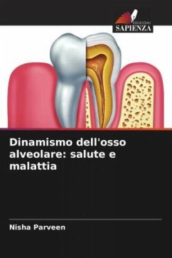 Dinamismo dell'osso alveolare: salute e malattia - Parveen, Nisha