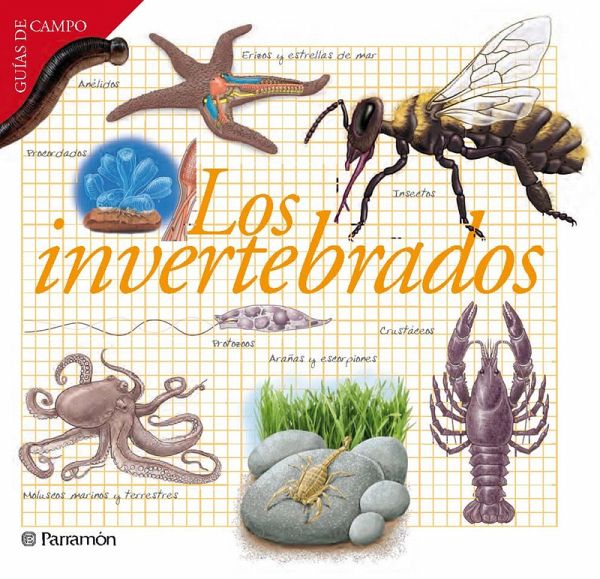 Los invertebrados (eBook, ePUB)
