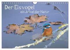 Der Eisvogel, ein Juwel der Natur (Wandkalender 2024 DIN A4 quer), CALVENDO Monatskalender
