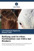Reifung und In-vitro-Fertilisation von COCs bei Rindern