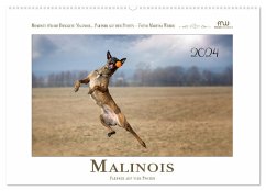 Malinois - Partner auf vier Pfoten (Wandkalender 2024 DIN A2 quer), CALVENDO Monatskalender