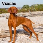 Vizslas 2024 Square