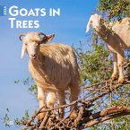 GOATS IN TREES 2024 SQUARE