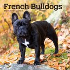 French Bulldogs 2024 Mini 7x7