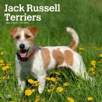 Jack Russell Terriers 2024 Square