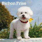 Bichon Frise 2024 Square