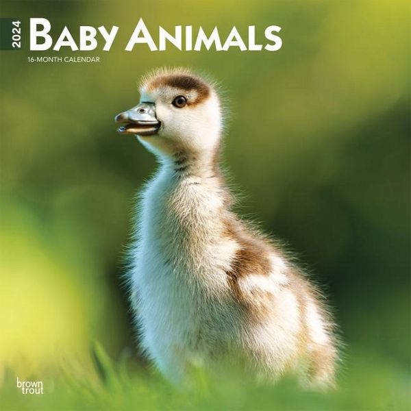 BABY ANIMALS 2024 SQUARE