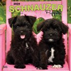 Schnauzer Puppies 2024 Square