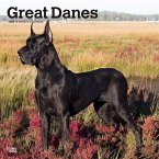 Great Danes 2024 Square