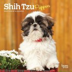 Shih Tzu Puppies 2024 Mini 7x7
