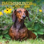 Dachshunds 2024 Square Foil