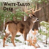 White Tailed Deer 2024 Square