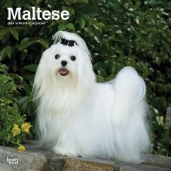 Maltese 2024 Square