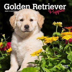 Golden Retriever Puppies 2024 Mini 7x7