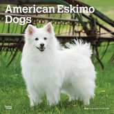 American Eskimo Dogs 2024 Square