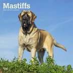 Mastiffs 2024 Square