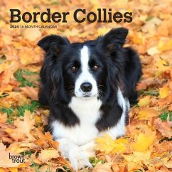 Border Collies 2024 Mini 7x7