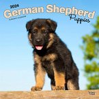 German Shepherd Puppies 2024 Square