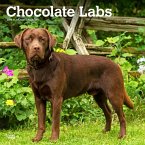 Labrador Retrievers, Chocolate 2024 Square