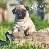 Mops 2024 Mops 2024