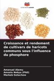 Croissance et rendement de cultivars de haricots communs sous l'influence du phosphore