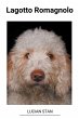 Lagotto Romagnolo - Bild 1