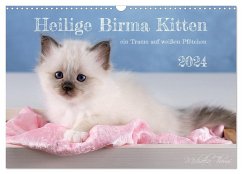 Heilige Birma Kitten - ein Traum auf weißen Pfötchen (Wandkalender 2024 DIN A3 quer), CALVENDO Monatskalender - Thoms, Michaela